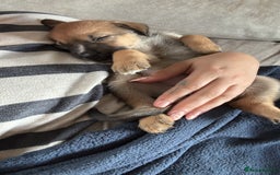 Mixed Breed dogs for sale: Lurcher x German Shepard puppies forsale - Image 4