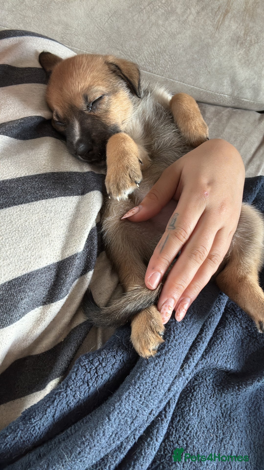 Mixed Breed dogs for sale: Lurcher x German Shepard puppies forsale - Image 4