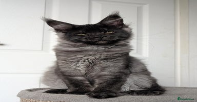 Maine Coon cats - Advert 7