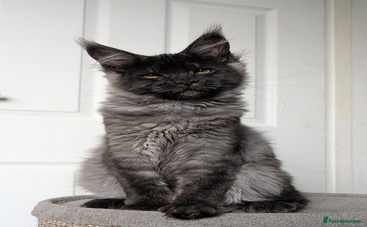 Maine Coon cats - Advert 11