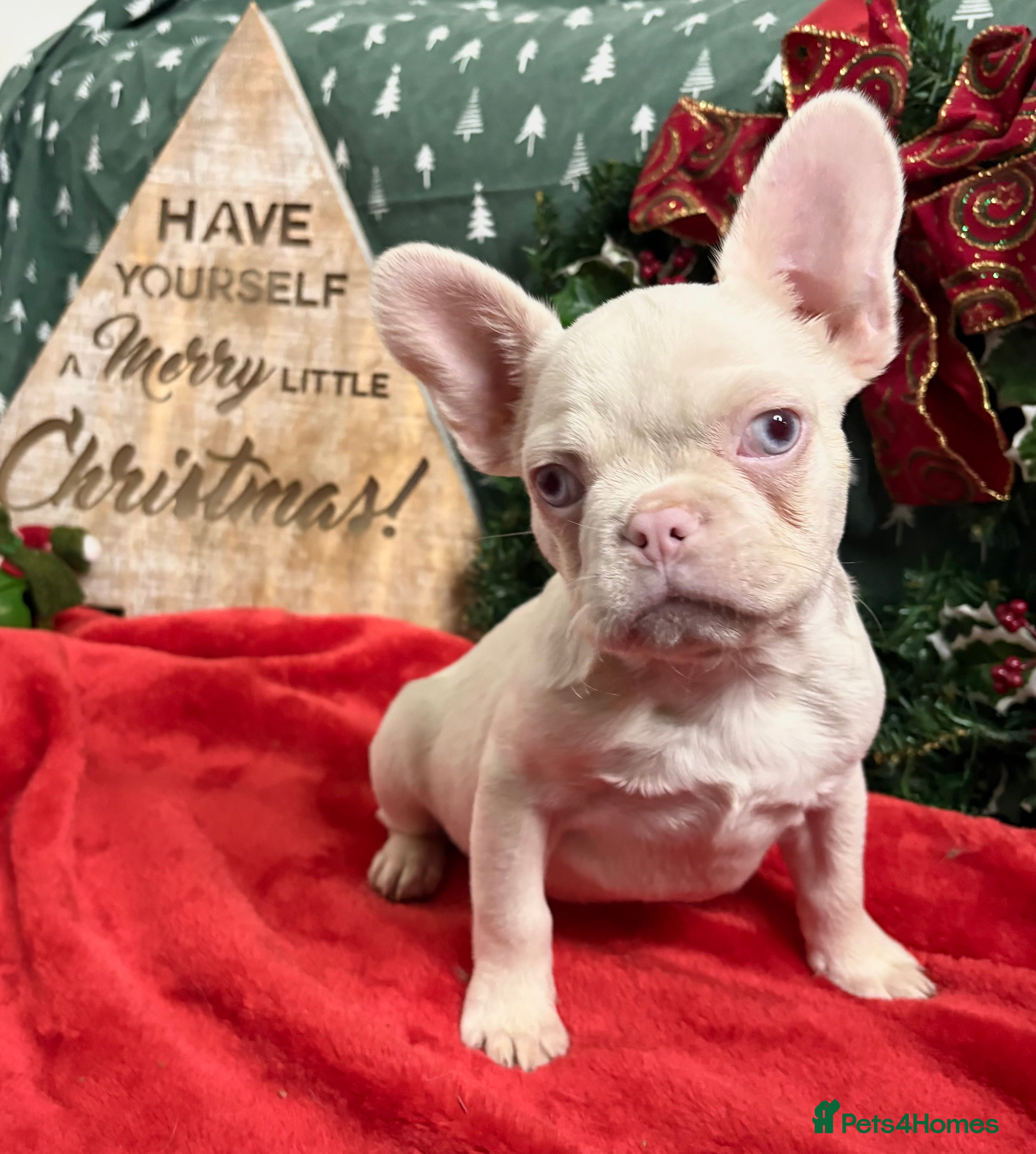 French Bulldog dogs Beautiful FrenchBulldog Puppies - Advert 18