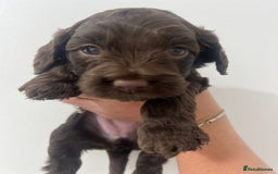 Cockapoo dogs for sale: Stunning F2 miniature cockapoo puppies - Image 7