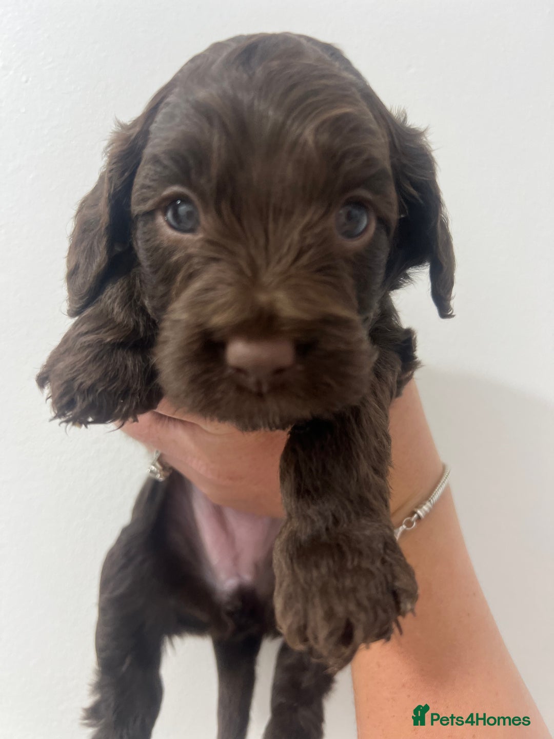 Cockapoo dogs for sale: Stunning F2 miniature cockapoo puppies - Image 7