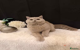 British Shorthair cats for sale: FULL PEDIGREE, REGISTERED BSH - Image 11