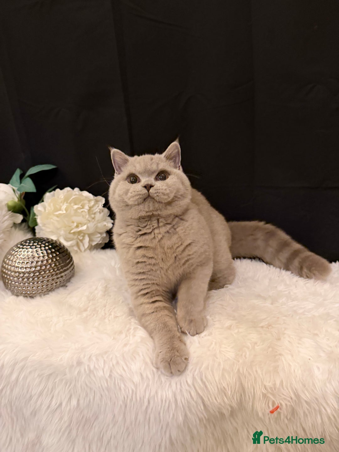 British Shorthair cats for sale: FULL PEDIGREE, REGISTERED BSH - Image 11