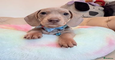 Miniature Dachshund dogs - Advert 16