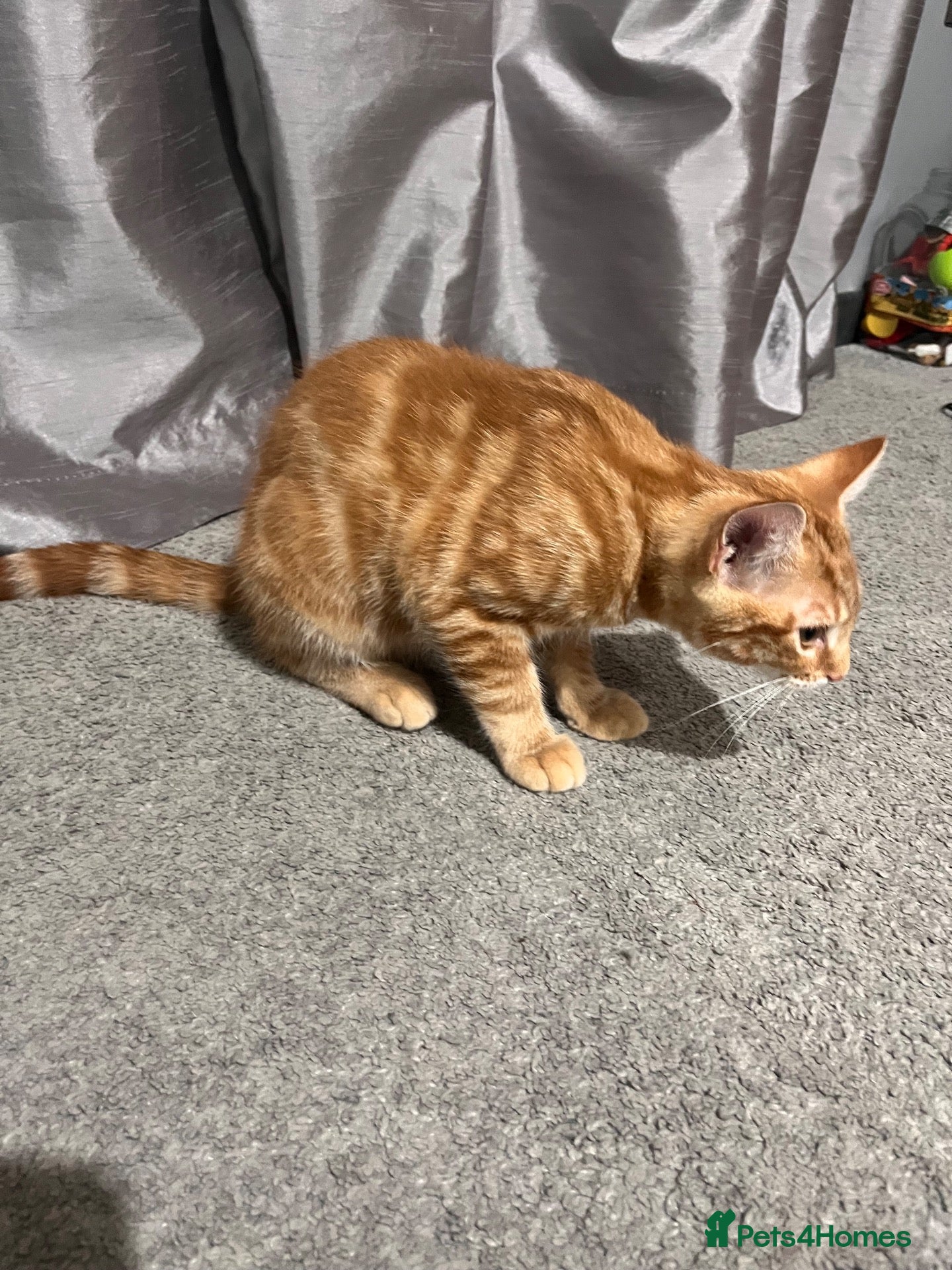 Mixed Breed cats Ginger male  - Advert 19