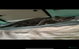 British Shorthair cats for sale: 5 playful blue British short hair kittens  - Image 16