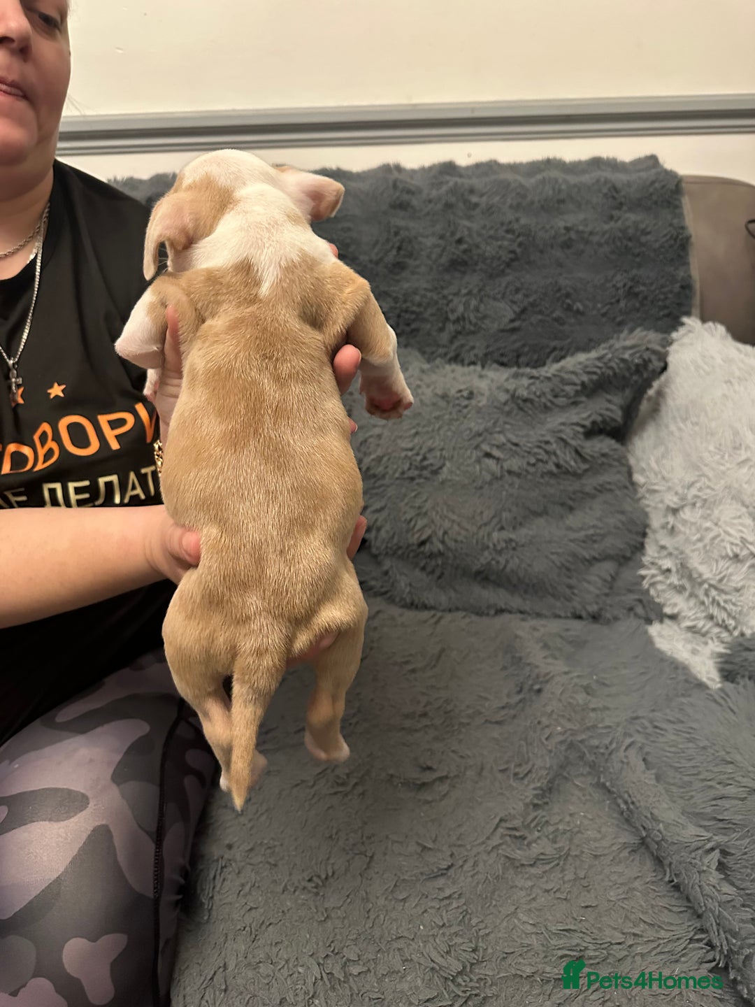 American Bully dogs for sale: ABKC REGISTERED Pocket Exotic/Extreme Bully PUPS! - Advert 13