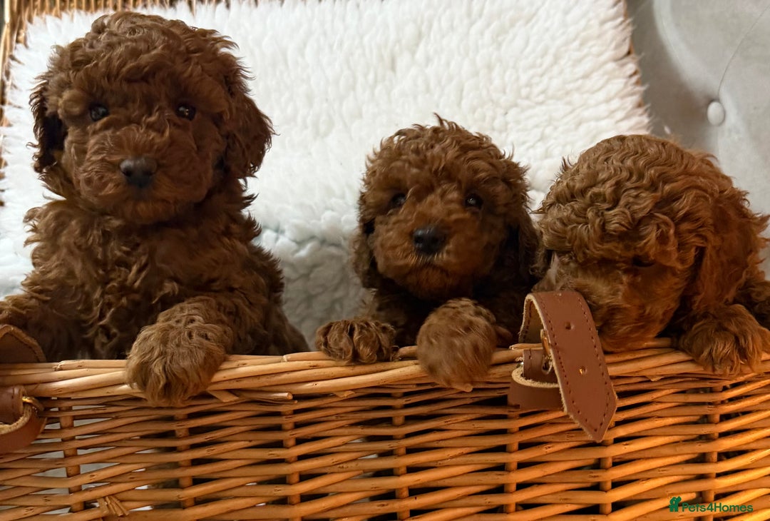 Toy Poodle dogs for sale: Stunning Deep Red Toy poodle puppies  - Advert 9