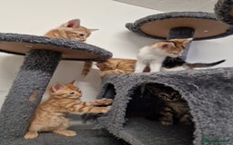 Mixed Breed cats for sale: 2 Ginger Boys, 1 Tabby Girl. Donate to charity - Image 32