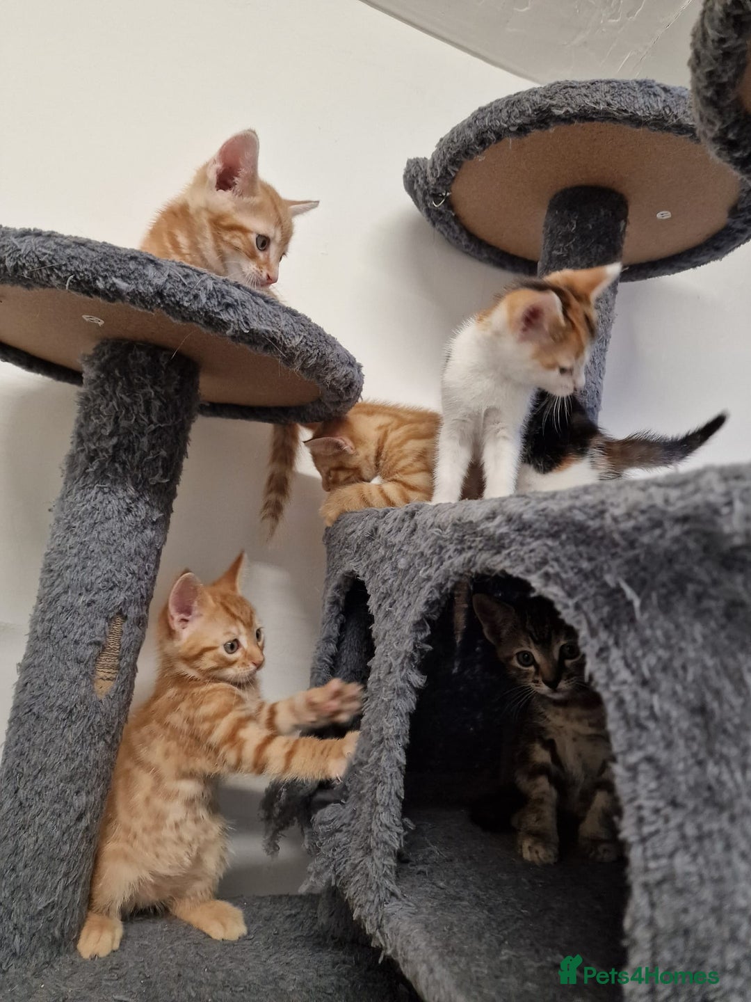 Mixed Breed cats for sale: 2 Ginger Boys, 1 Tabby Girl. Donate to charity - Image 32