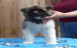 Akita dogs for sale: KC registered Akita puppies - Image 5