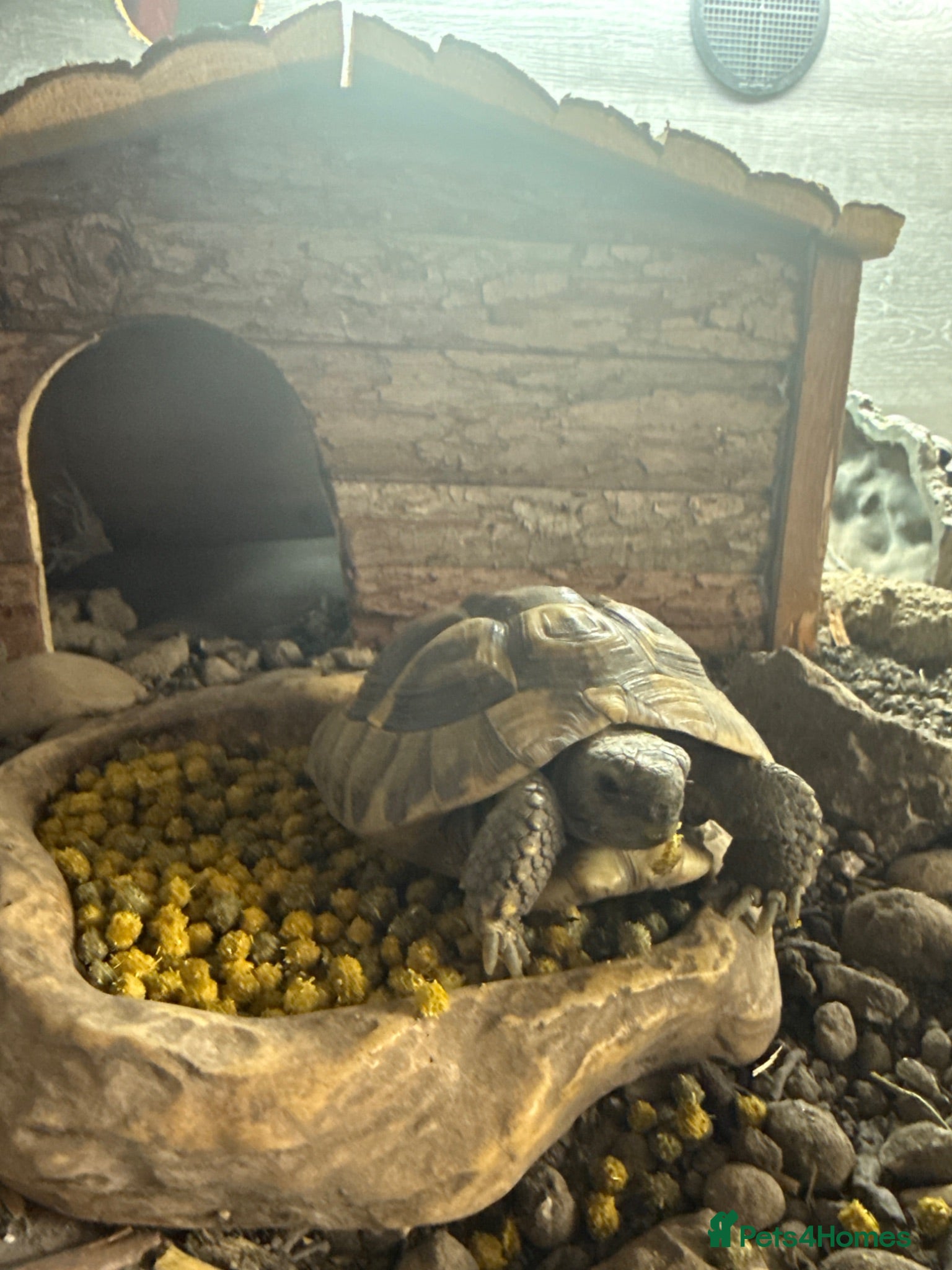 Tortoise reptiles Meet Jesse A 3year old Horfield tortoise. - Advert 1