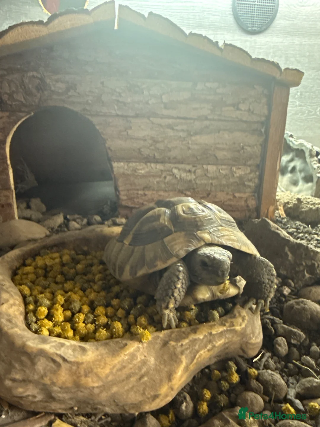 Tortoise reptiles for sale: Meet Jesse A 3year old Horfield tortoise. in London - Advert 1