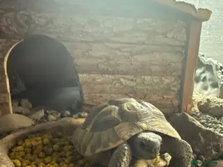 Tortoise reptiles Meet Jesse A 3year old Horfield tortoise. - Advert 1