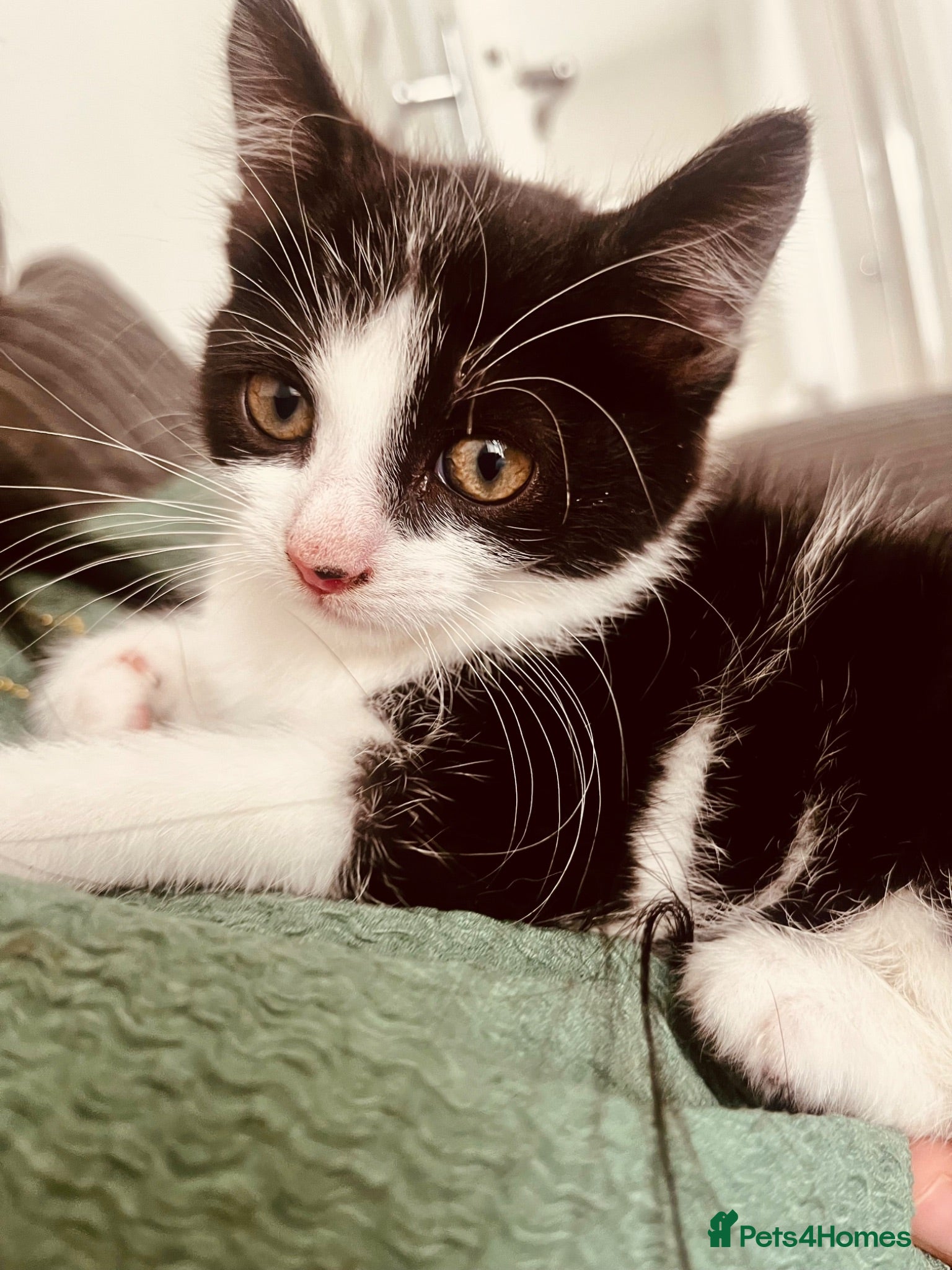 Mixed Breed cats     Beautiful Female Domestic Shorthair Kitten 10w - Advert 2