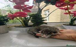 Russian Blue cats for sale: Russain blue x Maine coon Kittens for Sale - Image 8