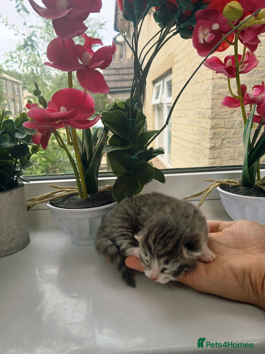 Russian Blue cats for sale: Russain blue x Maine coon Kittens for Sale - Image 8