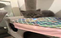 British Shorthair cats for sale: Beautiful Blue British longhair Kitten  - Image 2