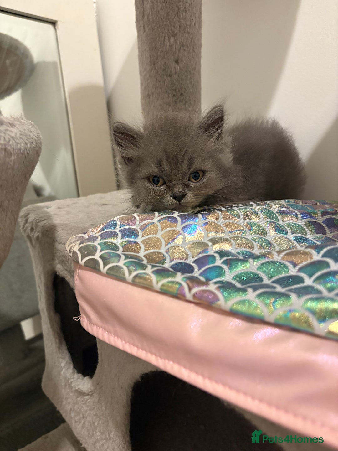 British Shorthair cats for sale: Beautiful Blue British longhair Kitten  - Image 2