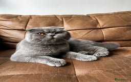 Scottish Fold cats for sale: Beautiful Scottish Fold - Blue Boy  - Image 1