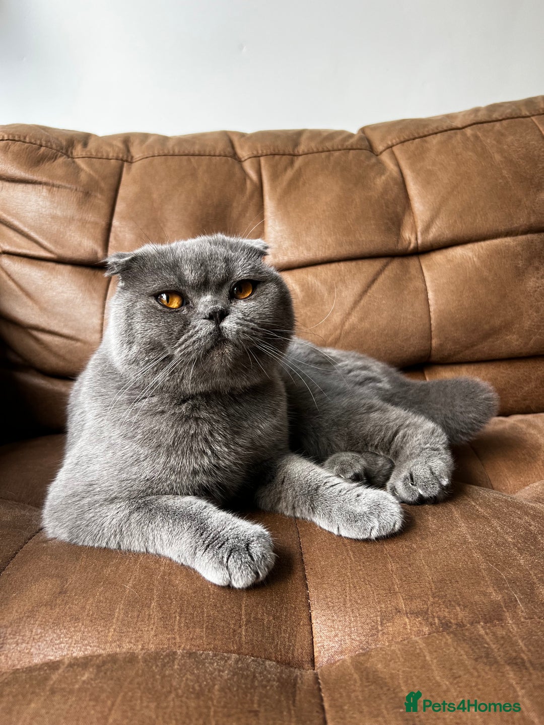 Scottish Fold cats for sale: Beautiful Scottish Fold - Blue Boy  - Image 1
