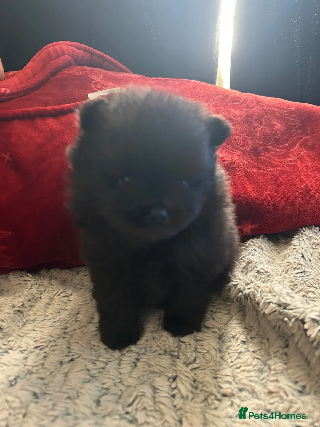 Pomeranian dogs for sale: Male pom pup  - Advert 2