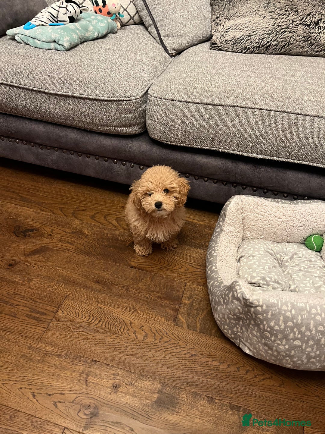 Maltipoo dogs for sale: Gorgeous 3 month old Maltipoo boy 🐶🥰 - Image 18