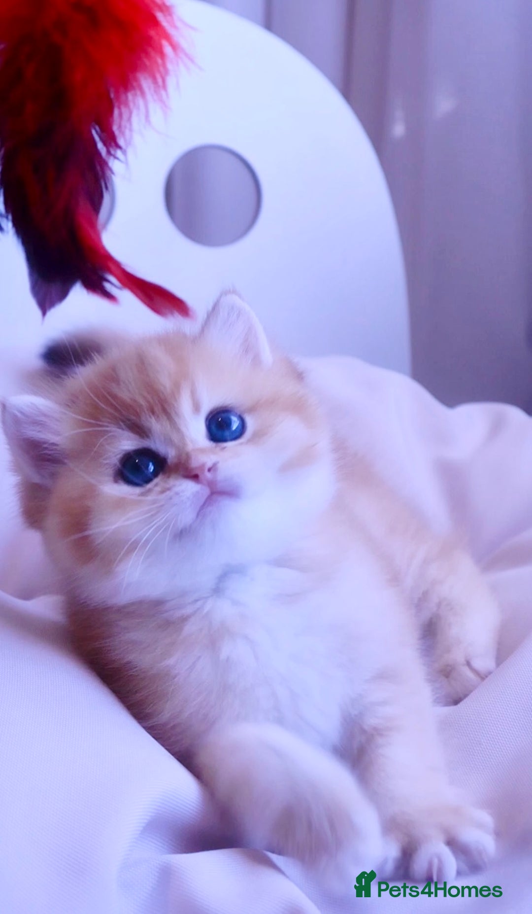 British Shorthair cats for sale: 🧿Luxurious Exclusive Golden BSH girl ready20.12 ✨ - Advert 5