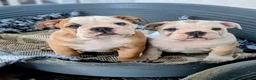 English Bulldog dogs for stud: 👑 KING: The Right Male for Your Bulldog Litter - Advert 4