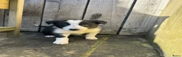 Border Collie dogs for sale: 🌟 Border Collie Puppies 🌟 in Skipton - Advert 3