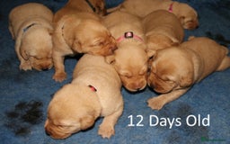 Labrador Retriever dogs for sale: Red Fox Labs : Health Checked-KC Reg-FTCH Pedigree - Image 4