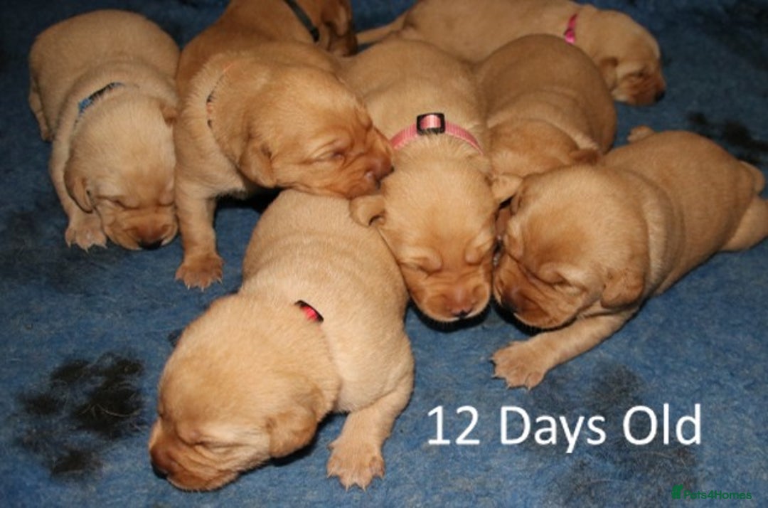 Labrador Retriever dogs for sale: Red Fox Labs : Health Checked-KC Reg-FTCH Pedigree - Image 4