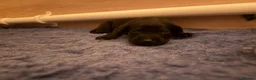 Cockerdor dogs for sale: Cockador Puppies 🐾 - Advert 7