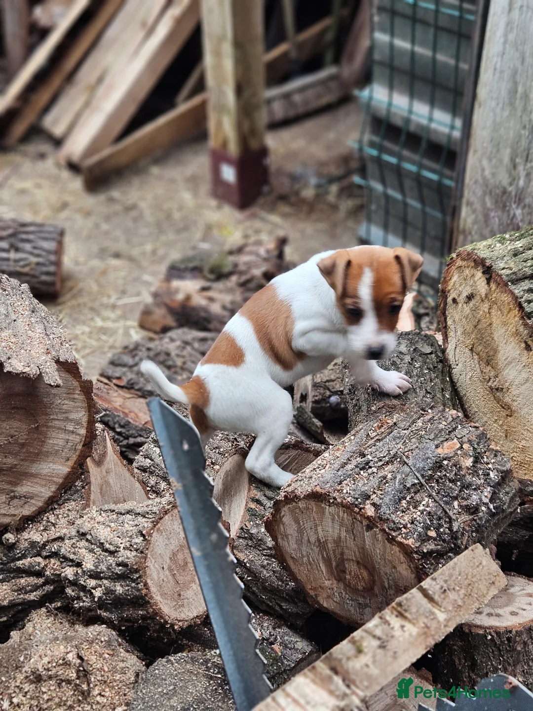 Jack Russell dogs for sale: Jack Russell bitch pup - Advert 3