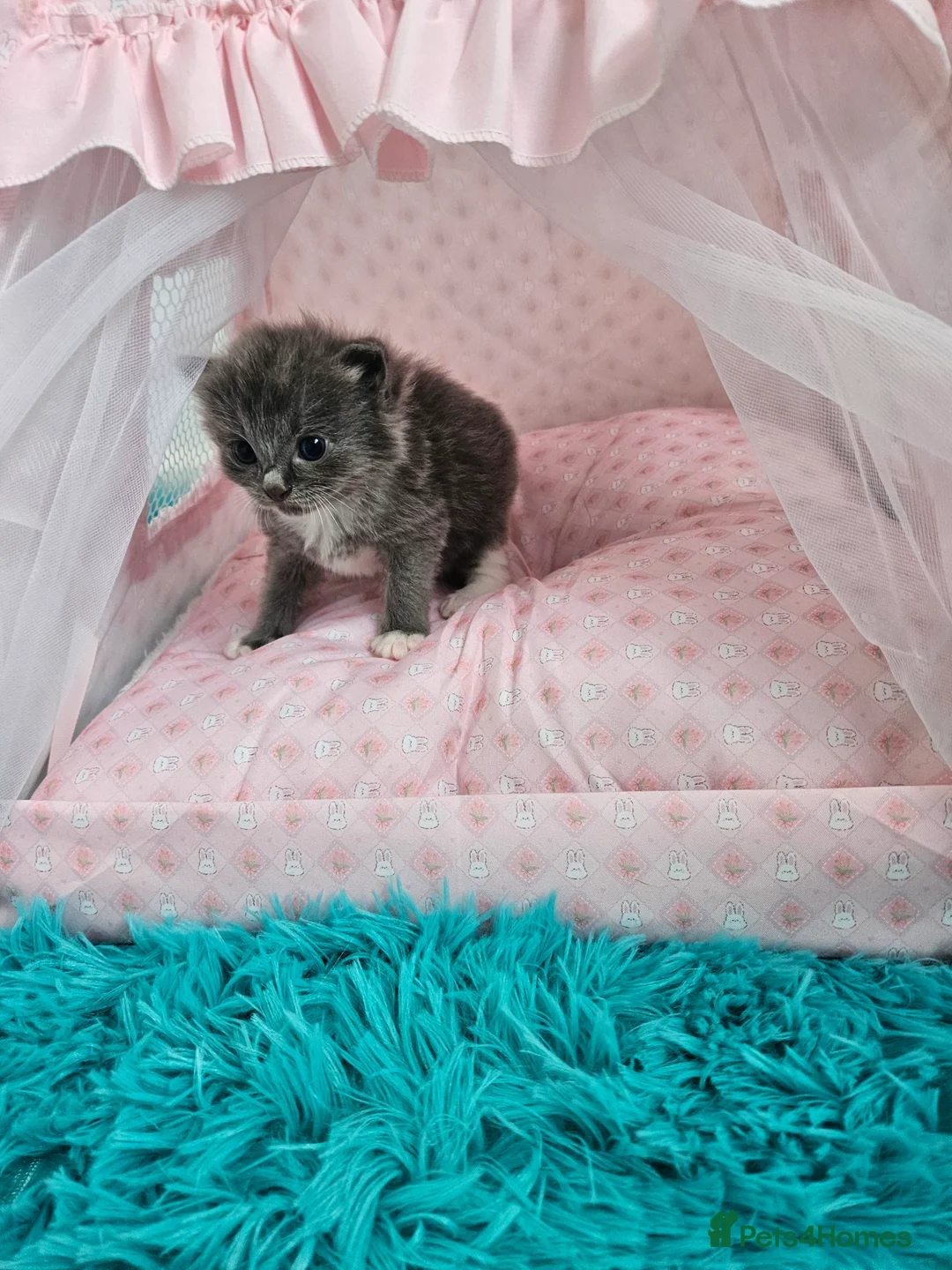 Ragdoll cats for sale: 3 Tica Ragdoll (Cherubim)Championship kittens  - Advert 2