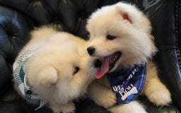 Samoyed dogs for sale: Samoyed puppies looking for the new loving  home - Image 22