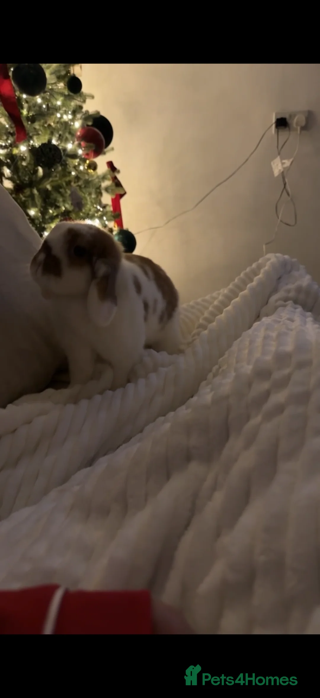 Mini Lop rabbits for sale: Lola the bunny - Advert 4