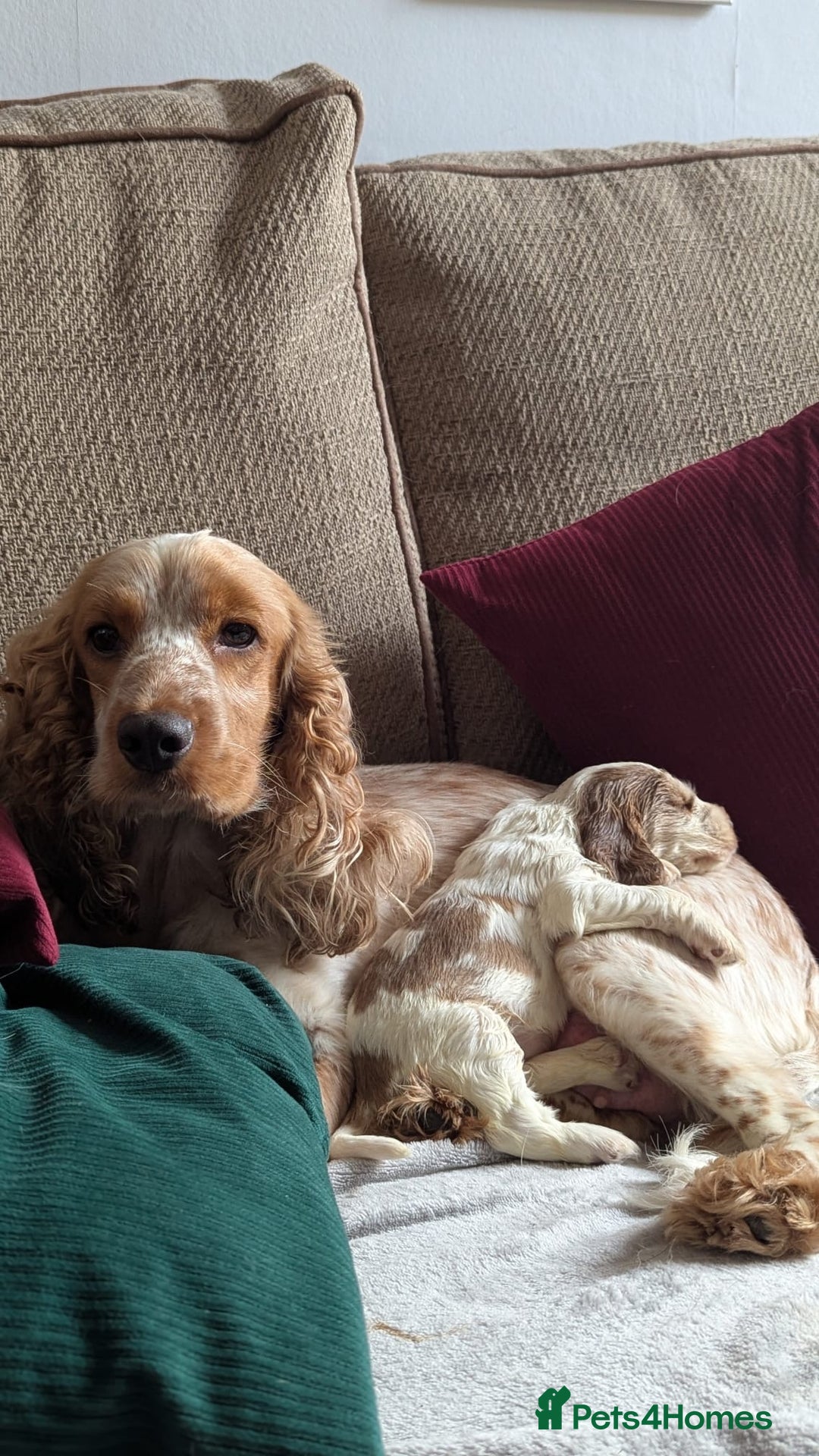 Cocker Spaniel dogs for sale: Show Type cocker spaniel puppies for sale - Image 2