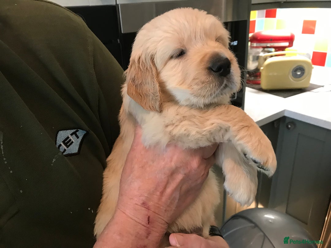Golden Retriever dogs for sale: Kc golden girl puppy  - Image 1