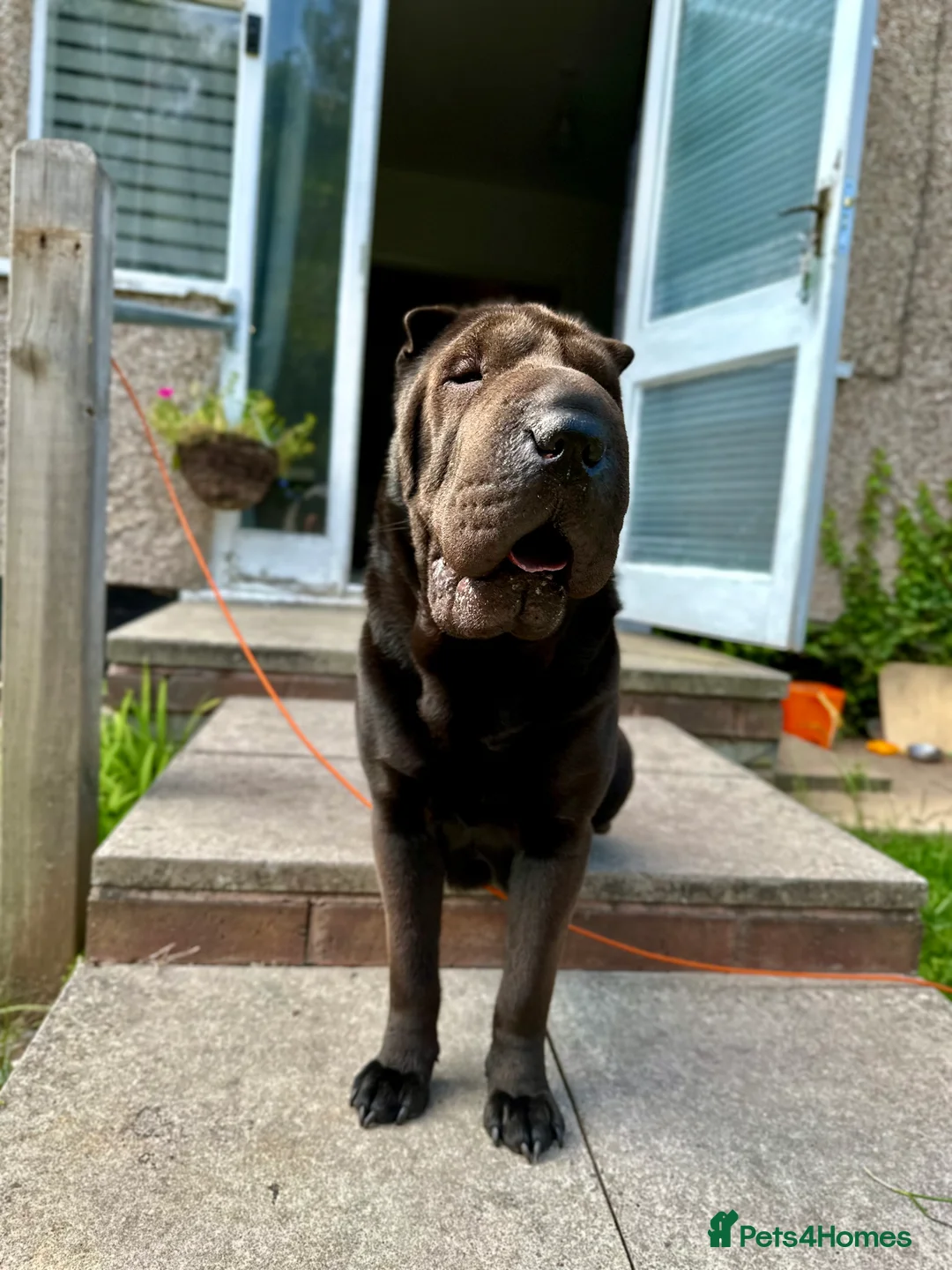 Shar Pei dogs for sale: Beautiful male paddy  - Advert 2