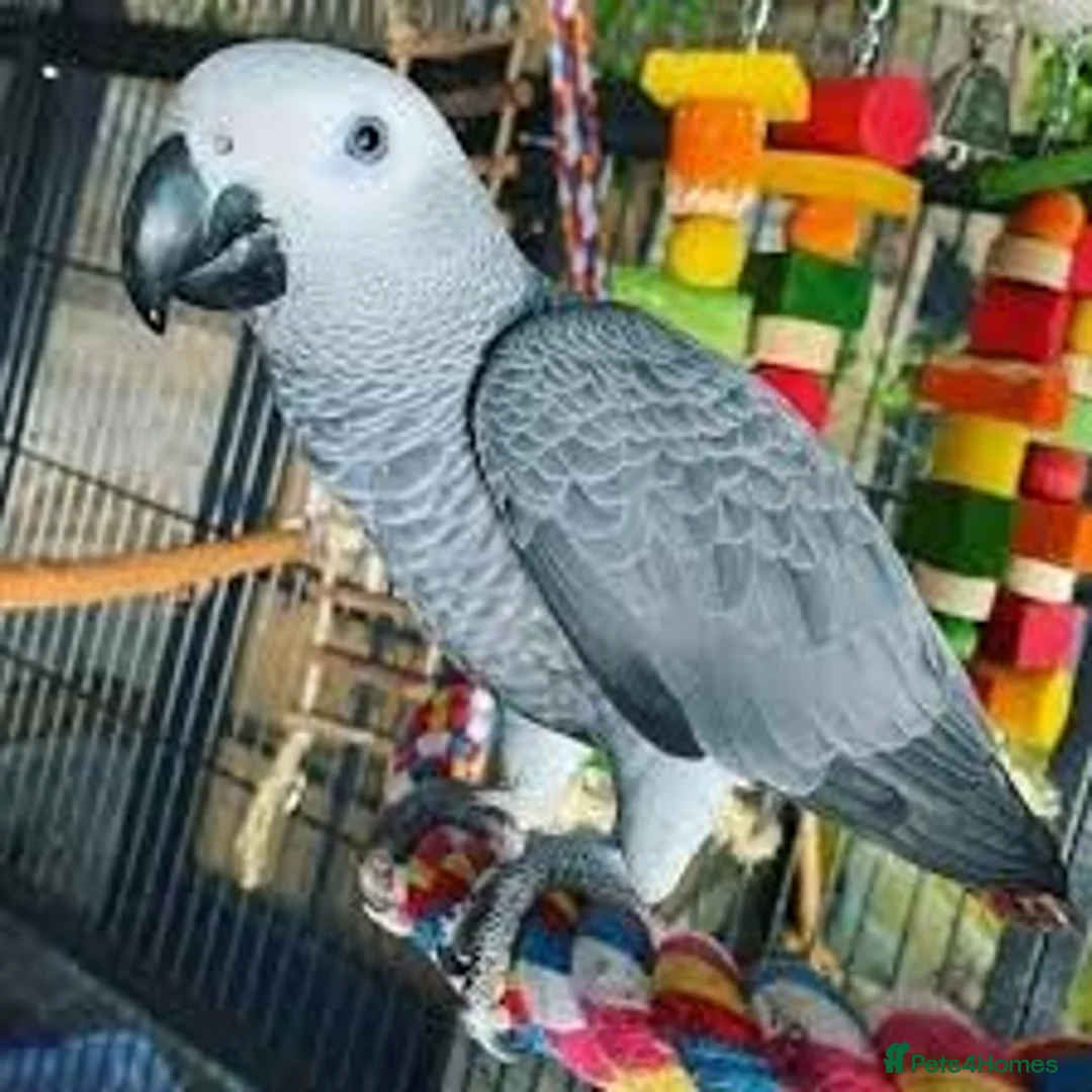 Parrots birds for sale: Male African Grey - Advert 3