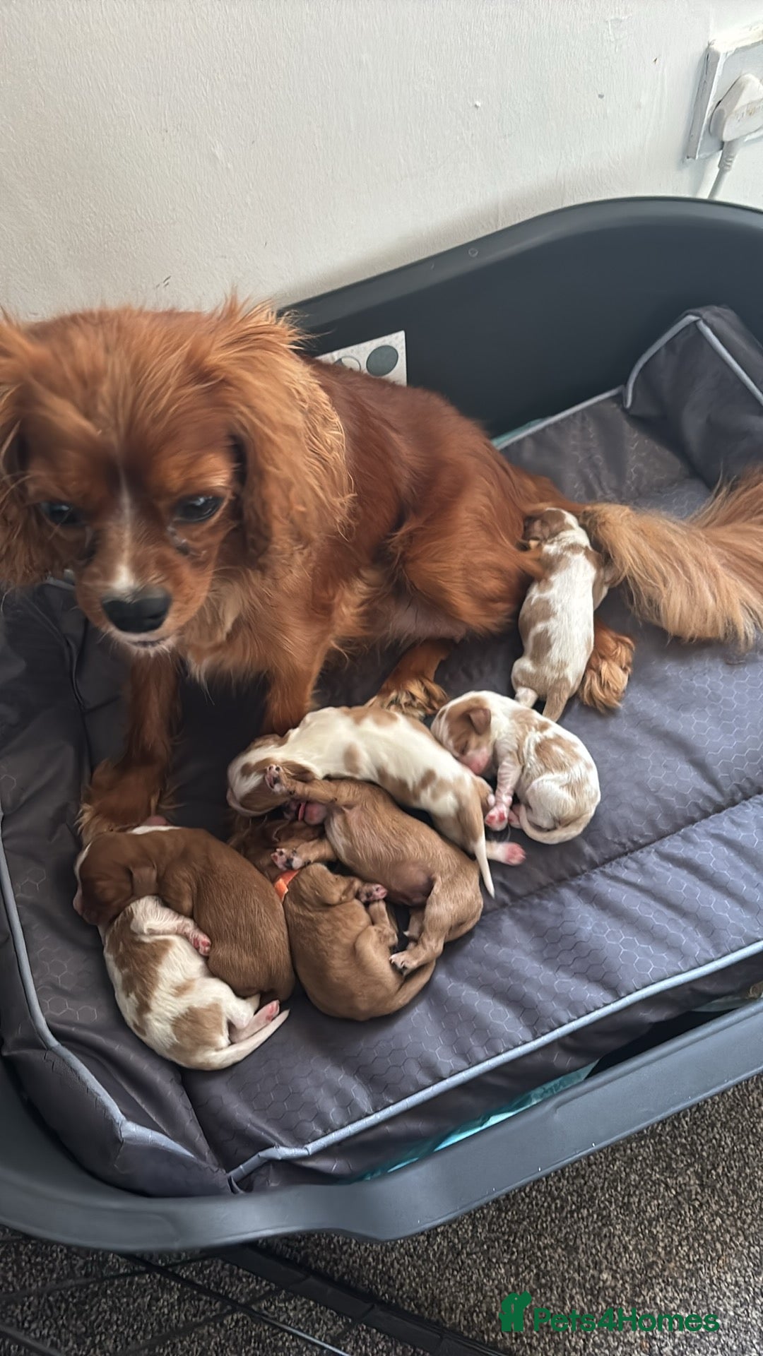 Cavalier King Charles Spaniel dogs for sale: Stunning Litter of cavalier King Charles spaniels  - Image 6