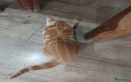 Bengal cats for sale: Bengal cross female rare ginger  - Image 9