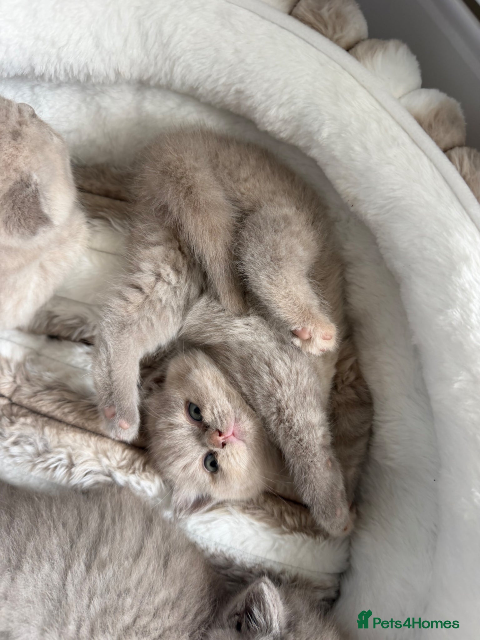 British Shorthair cats Beautiful lilac British short hair kittens - Advert 1