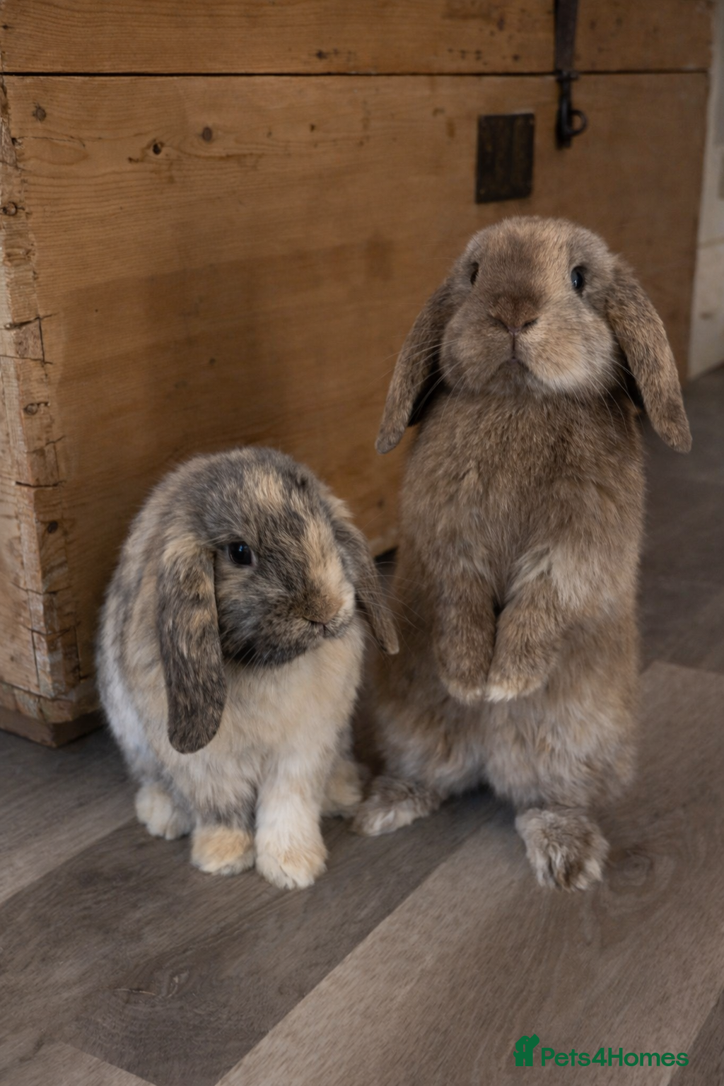 Mini Lop rabbits Mini Lop Bunnies – Wally & Wilbur  - Advert 11