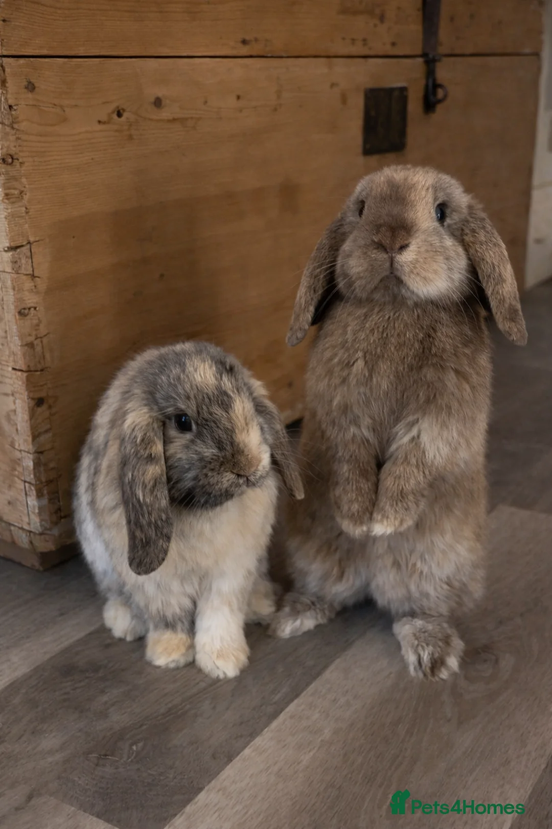 Mini Lop rabbits for sale: Mini Lop Bunnies – Wally & Wilbur  - Advert 1