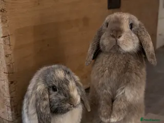 Mini Lop rabbits Mini Lop Bunnies – Wally & Wilbur - Advert 11