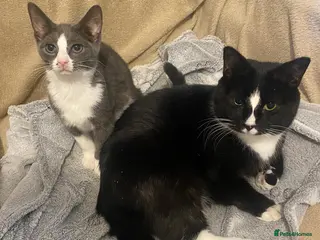 Mixed Breed cats Rescue bonded pair 5 mth and 18 mth need home - Advert 8